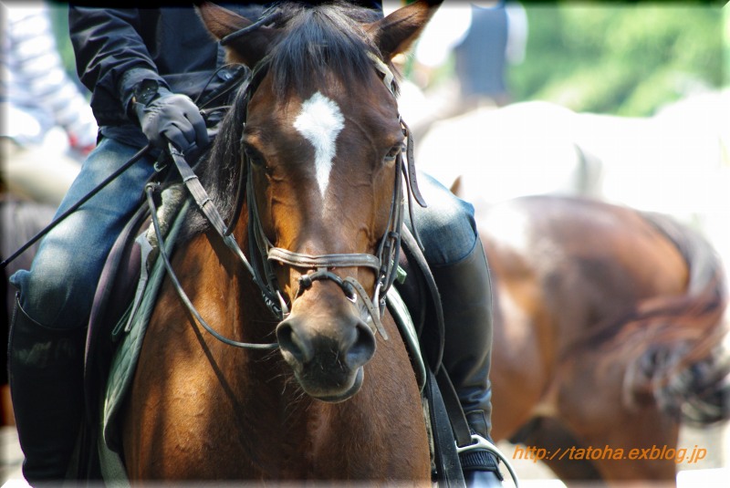 #0025　Horseback　riding　・・・_f0192399_22441583.jpg