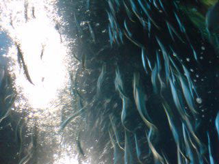 e0063902_2033161.jpg