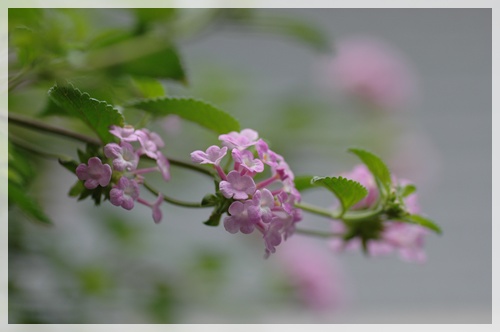 桜姫の観劇_c0051105_1234123.jpg