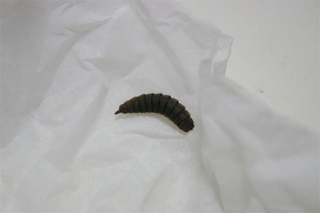 こんな謎の虫が大量にいるのかと思うと夜も怖くて眠れません 昆虫ブログ むし探検広場