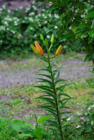 c0156908_2353038.jpg
