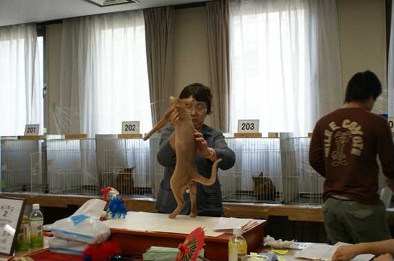 TICA ECC CAT SHOW~ブルースリー君 1_e0033609_20153685.jpg