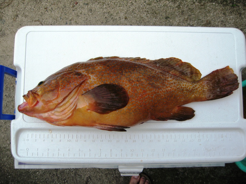 今年こそ赤水 アコウ を 時々更新 今日の出来事