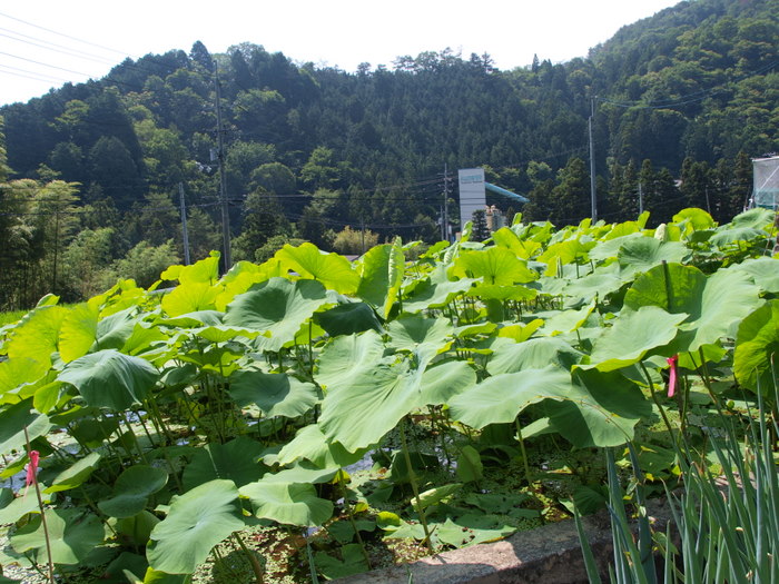 田んぼや近辺の風景_c0116915_15524547.jpg