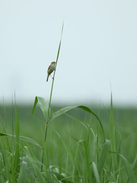 e0104632_20161251.jpg