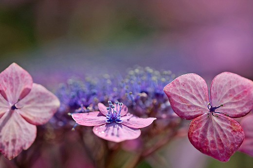 風の道の紫陽花_d0029333_1923538.jpg