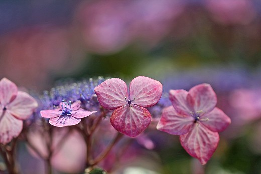 風の道の紫陽花_d0029333_19235958.jpg