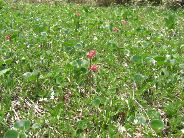 f0020336_2010044.jpg