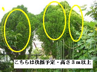 日曜日~~~♪_f0031037_2025768.jpg
