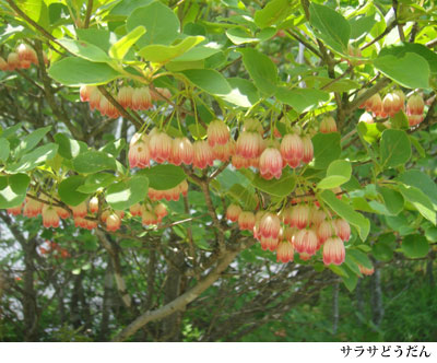 森の精気_b0084241_1611414.jpg