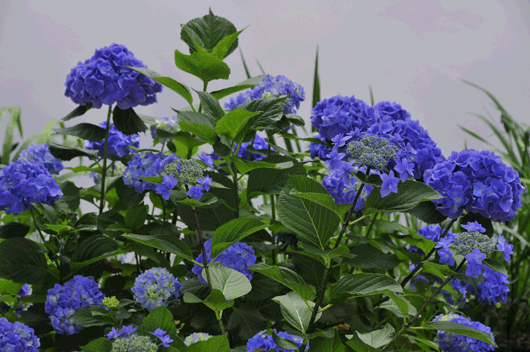 c0093046_7374765.gif