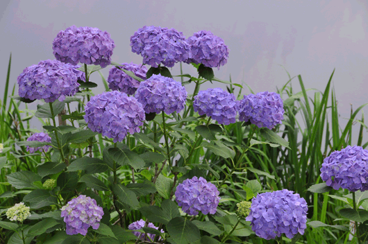 c0093046_73785.gif