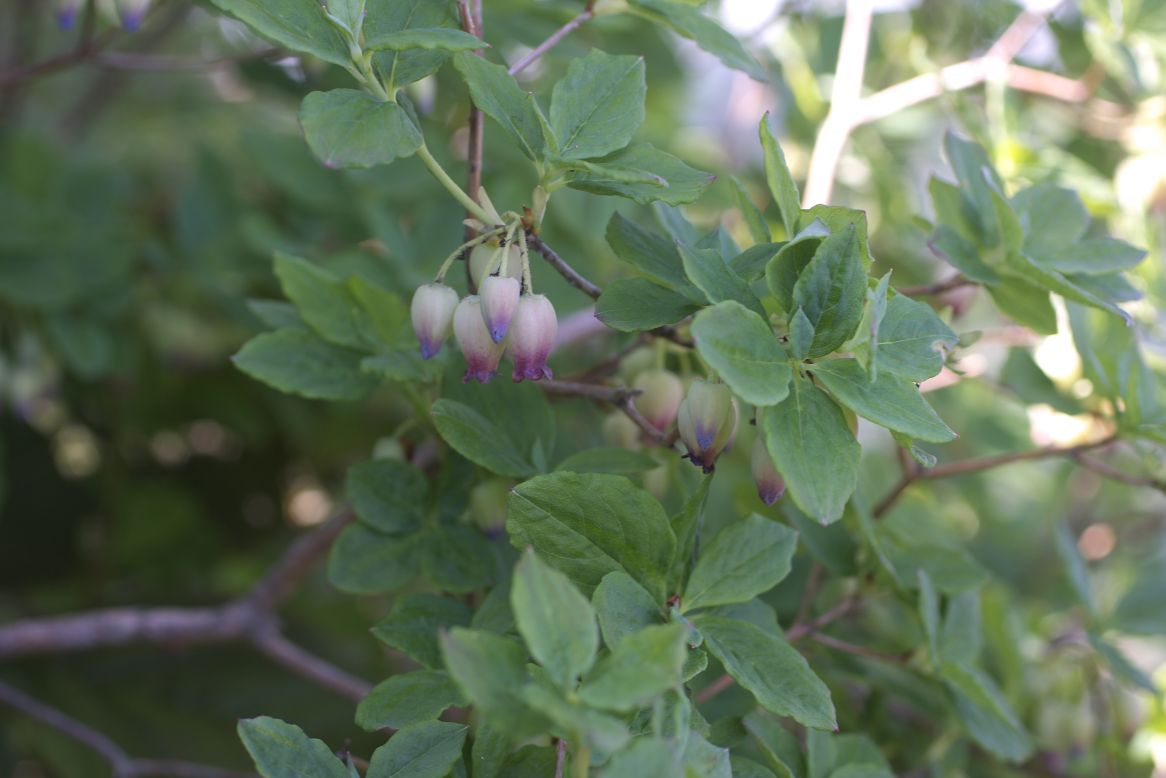 c0008948_2015415.jpg