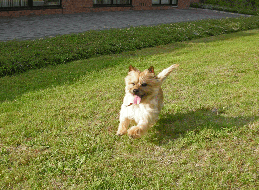 c0147548_1114410.gif