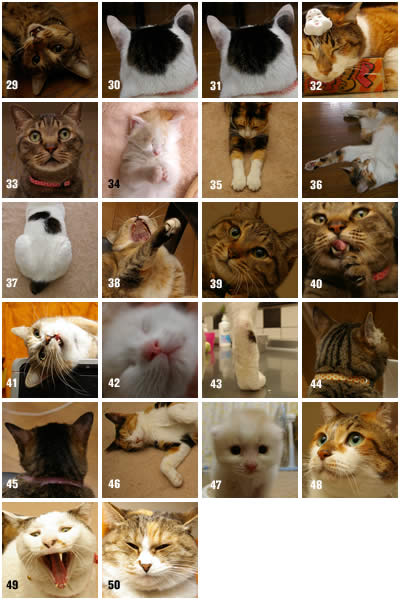 【訂正】クイズの答えと発表です。_a0028451_1915582.jpg