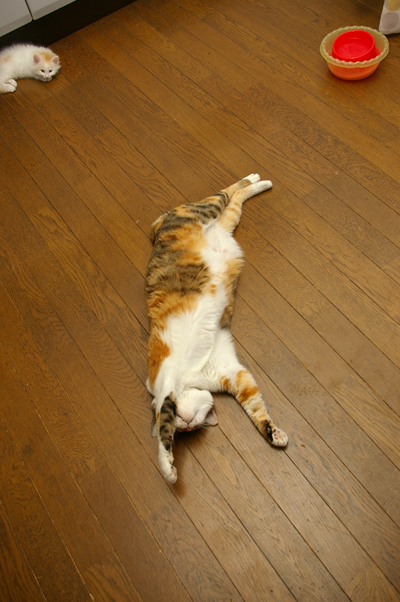 暑いですねえ〜_a0028451_2353974.jpg