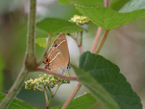 c0045352_16282924.jpg
