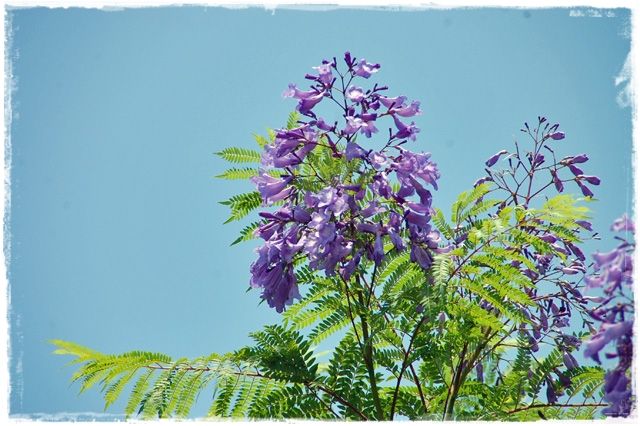 ジャカランダの花、チョウセンアザミの花_a0058167_23255389.jpg