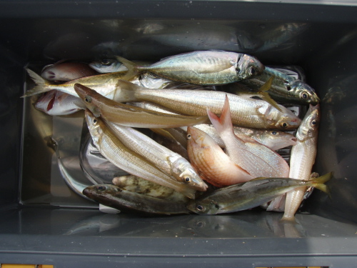 キス釣り大会_a0077071_1656927.jpg