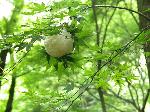 京都西山　太閤道_c0002874_1972914.jpg