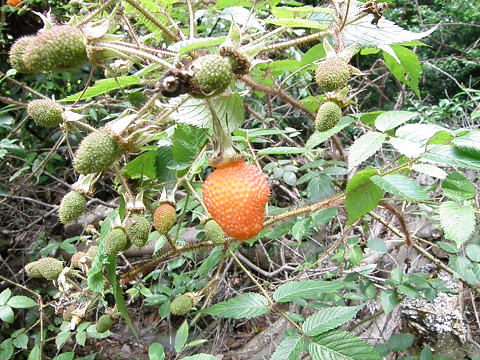 c0002874_21122944.jpg