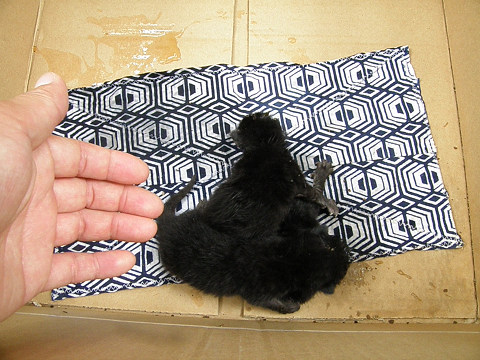c0002874_227406.jpg
