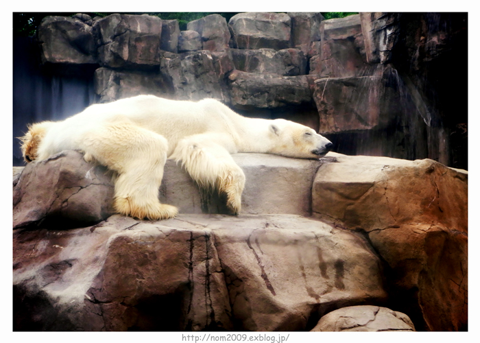 動物園_b0177580_1646298.jpg