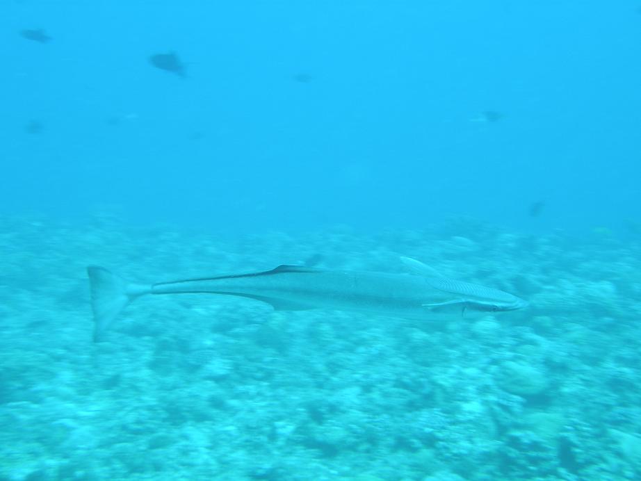 c0118393_8303139.jpg