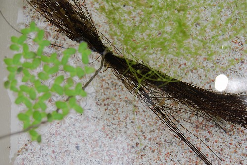 メダカの稚魚のお引っ越し…_c0124100_13265732.jpg