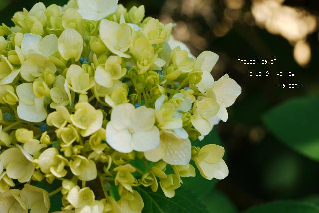 紫陽花の色んな見方_c0198903_20251472.jpg