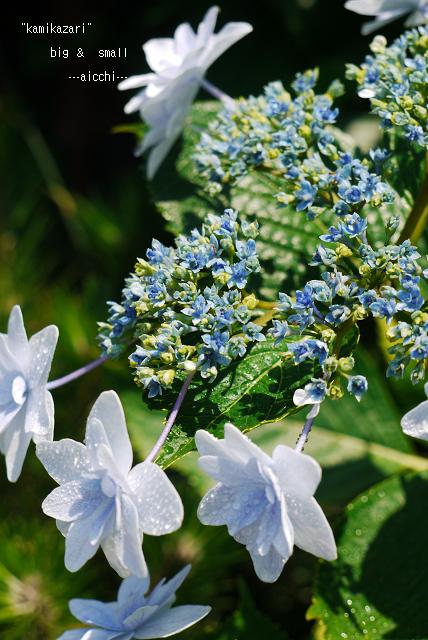 紫陽花の色んな見方_c0198903_2031527.jpg