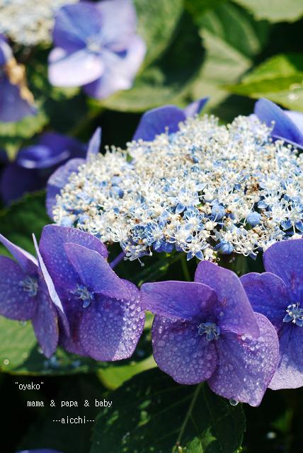 紫陽花の色んな見方_c0198903_2038138.jpg