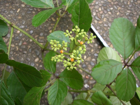 草と遊ぼう~草リンピック~_b0049307_1327176.jpg
