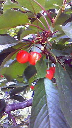 a0078020_21191.jpg