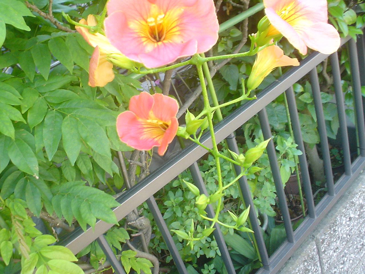 c0150520_8431279.jpg