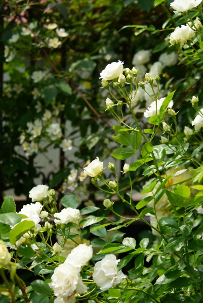 f0170524_1354910.jpg
