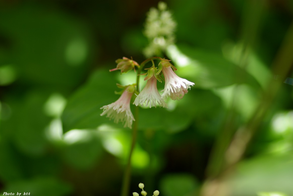 船形山登山　高山植物編～イワカガミ・ヤマイワカガミ？～_f0148627_23335998.jpg