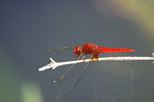 d0029333_2134538.jpg