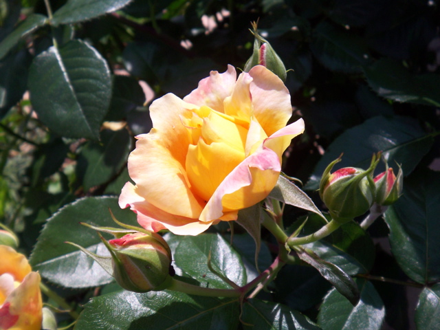 f0045433_043255.jpg