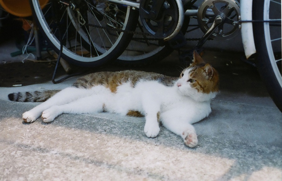 夏間近_b0060239_22304481.jpg