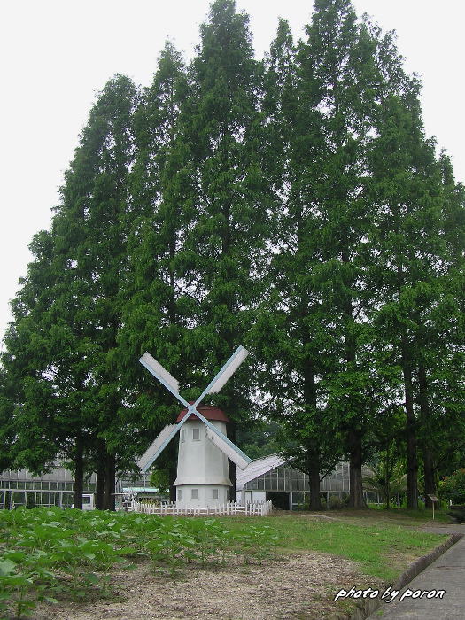 閉園中の「花空間けいはんな（旧京都フラワーセンター）」_c0137342_9125030.jpg