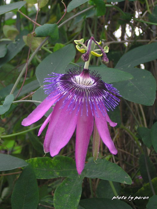 閉園中の「花空間けいはんな（旧京都フラワーセンター）」_c0137342_9594636.jpg