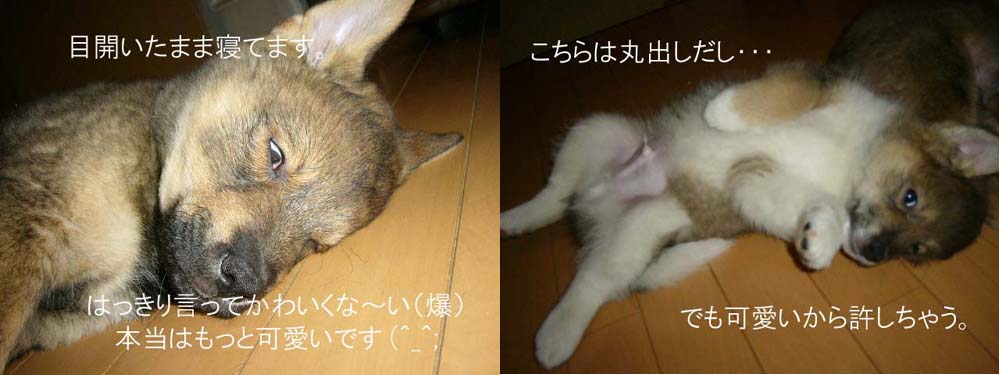 ねむ~い _a0126743_162849100.jpg