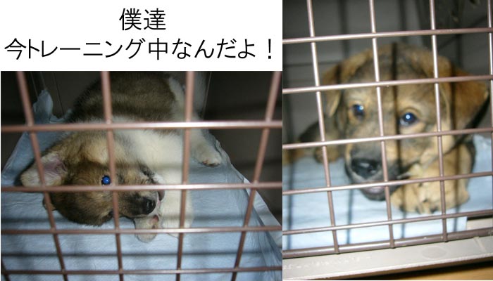 クレートトレーニング _a0126743_16293357.jpg