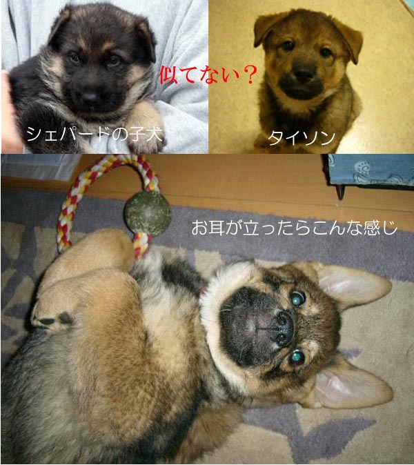 タイソンのルーツ _a0126743_16582847.jpg