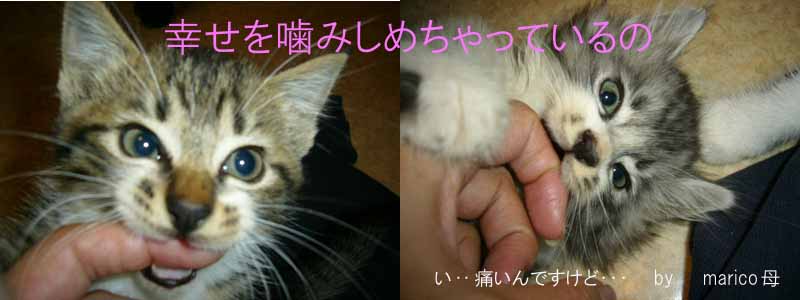 ジャスミン&ネロリ里親さん決定 _a0126743_3235061.jpg