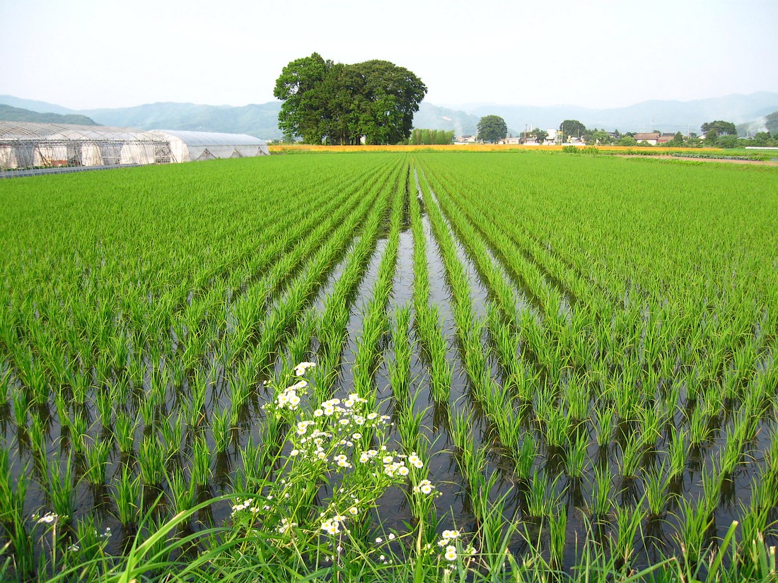 遠野郷に秋がきた！？_d0001843_1022860.jpg