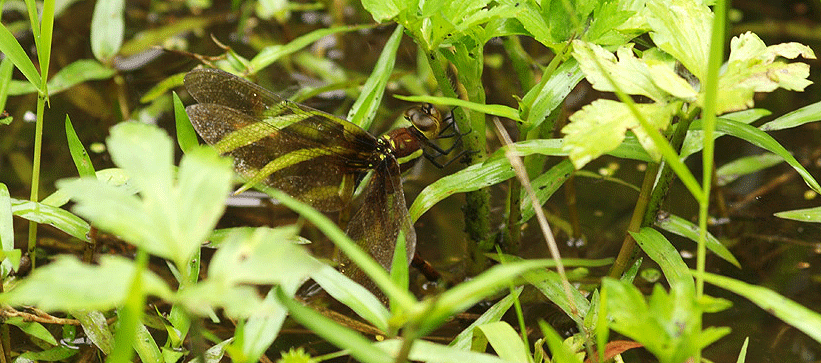 c0042548_12465094.gif