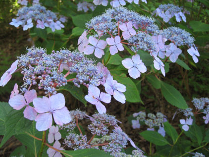 神戸森林植物園のあじさい_c0073649_21401794.jpg