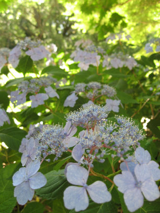 神戸森林植物園のあじさい_c0073649_21523930.jpg